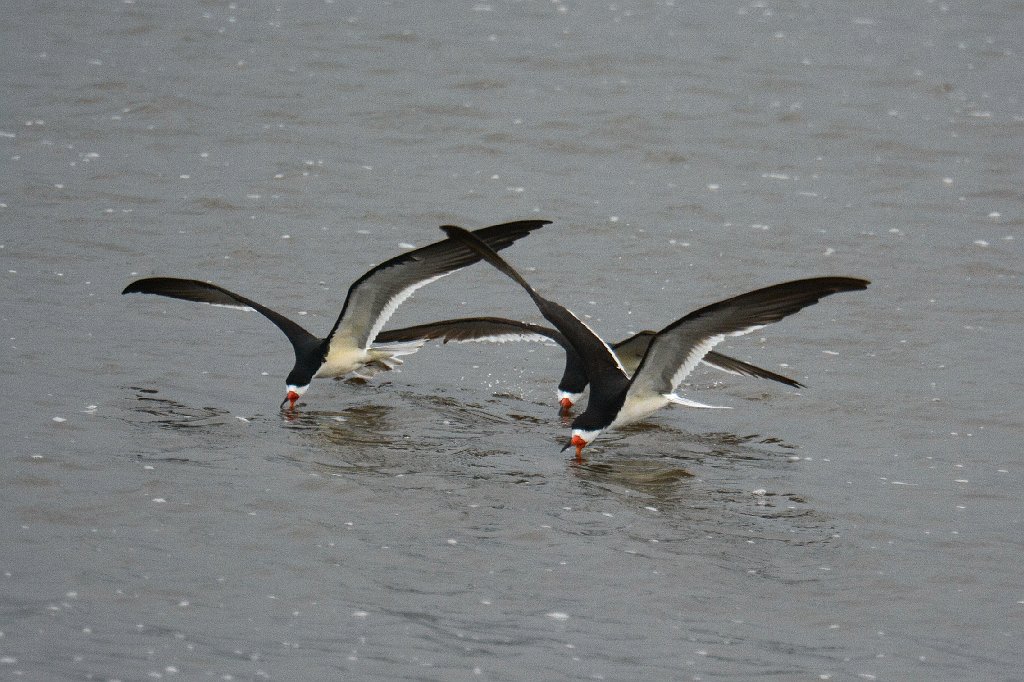 Skimmer, Black, 2014-05153039 Edwin B Forsythe NWR, NJ.JPG - Black Skimmer. Edwin B. Forsythe National Wildlife Refuge, NJ,, 5-15-2014